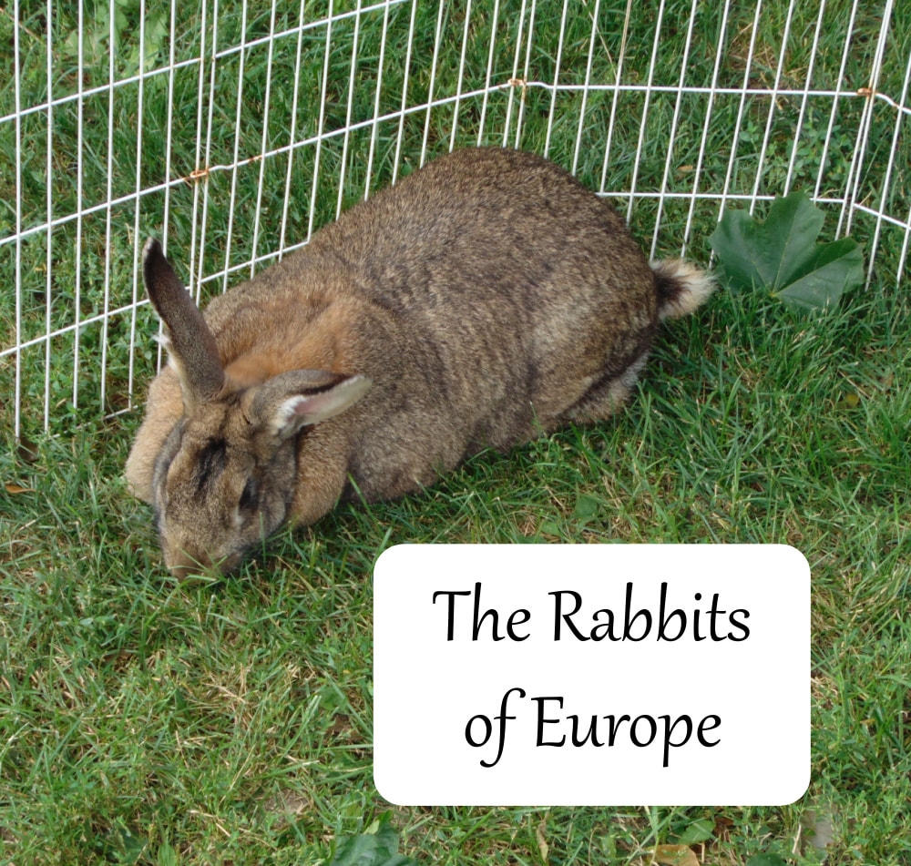 b rabbits of europe