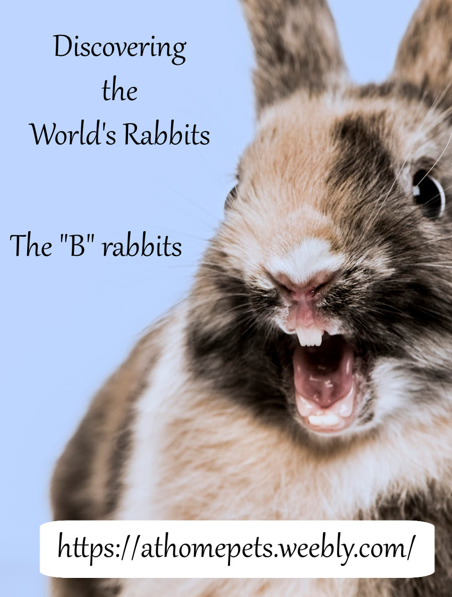 Discovering the World's Rabbits - the 