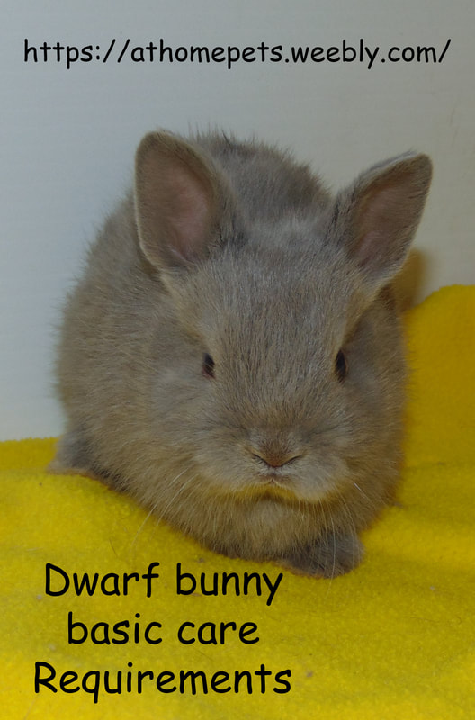 Dwarf rabbit basic care requirements, blue dwarf rabbit
